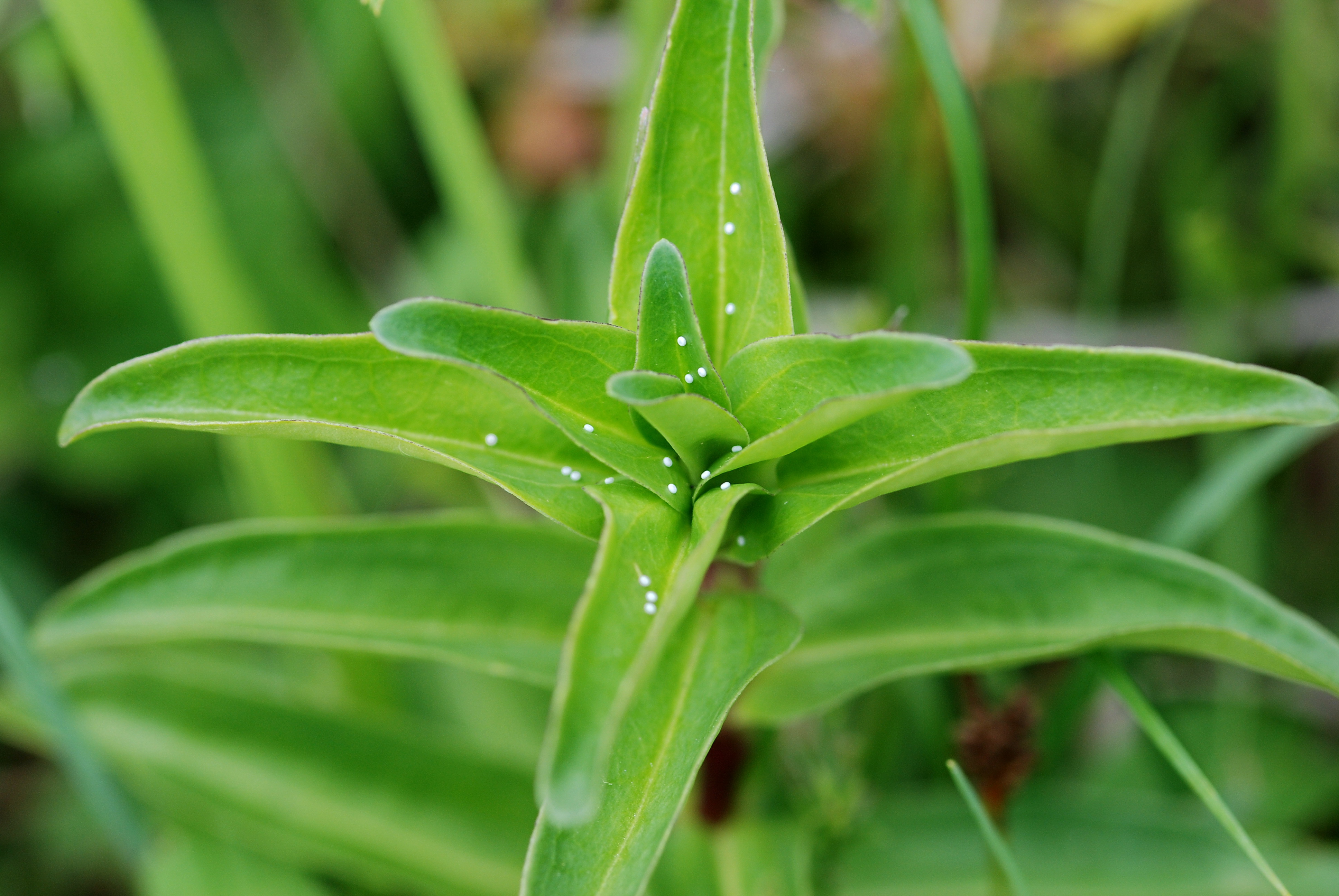 Maculinea rebeli-eggs on Gentiana cruciata. Photo: Erk Dallmeyer